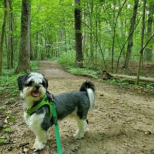 Louie - black and white dog in woods on green leash